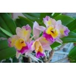 Orquídea -  Blc Momilani Raibow 